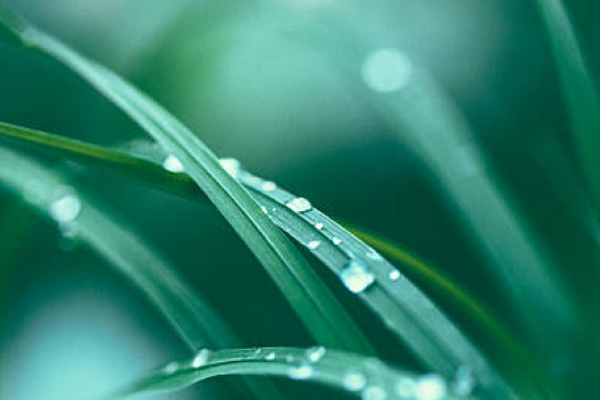 利用超音波導引方式，進行豎脊肌神經阻斷術，讓患者更快從受傷當中恢復